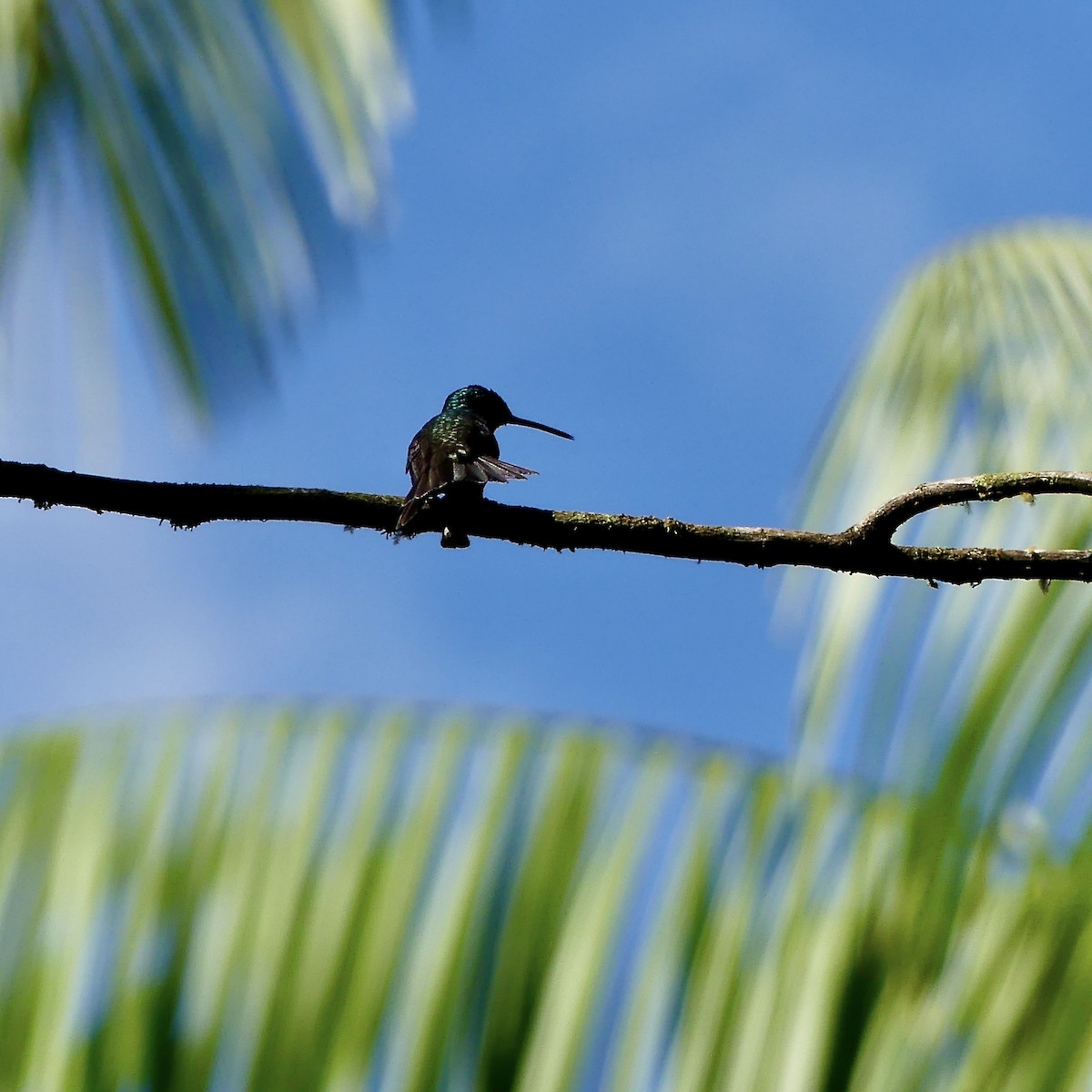 Rufous-tailed Hummingbird - ML212160191