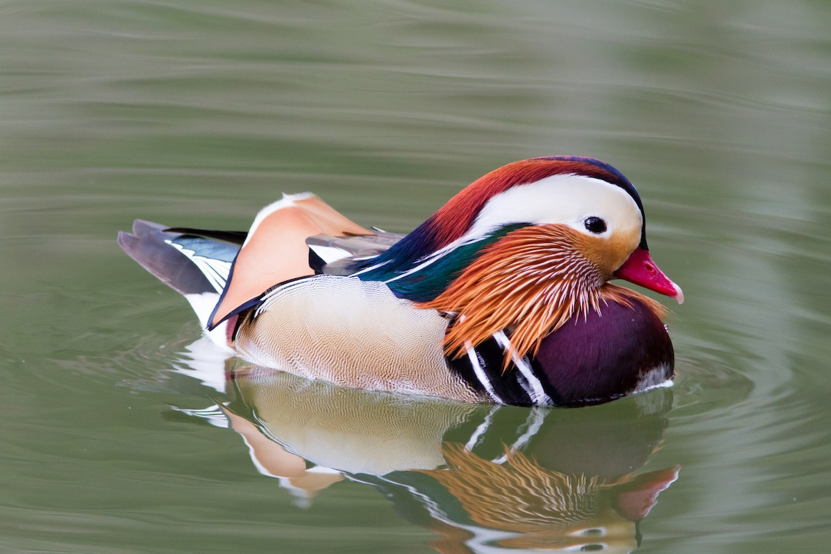 Mandarin Duck - Paul Hyde