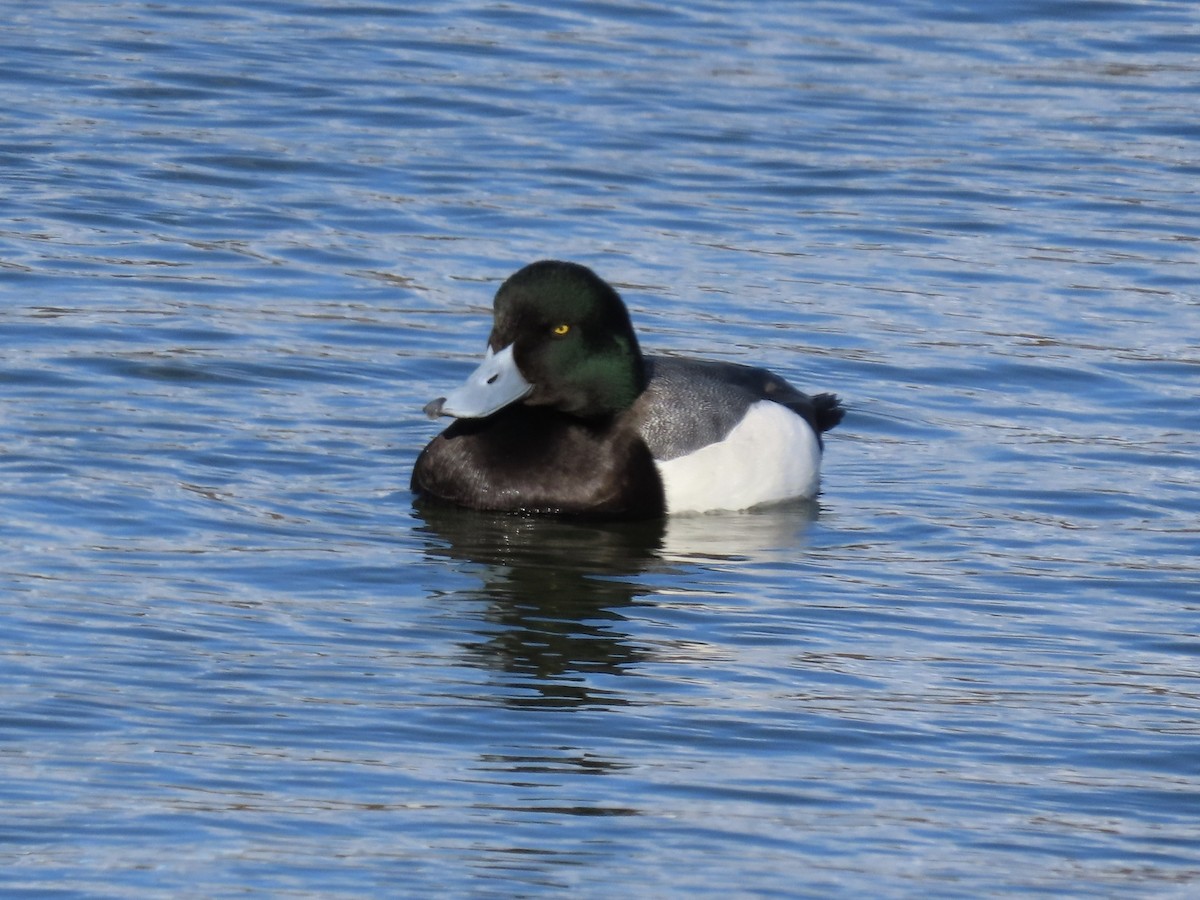 Greater Scaup - Lynnette Clemens