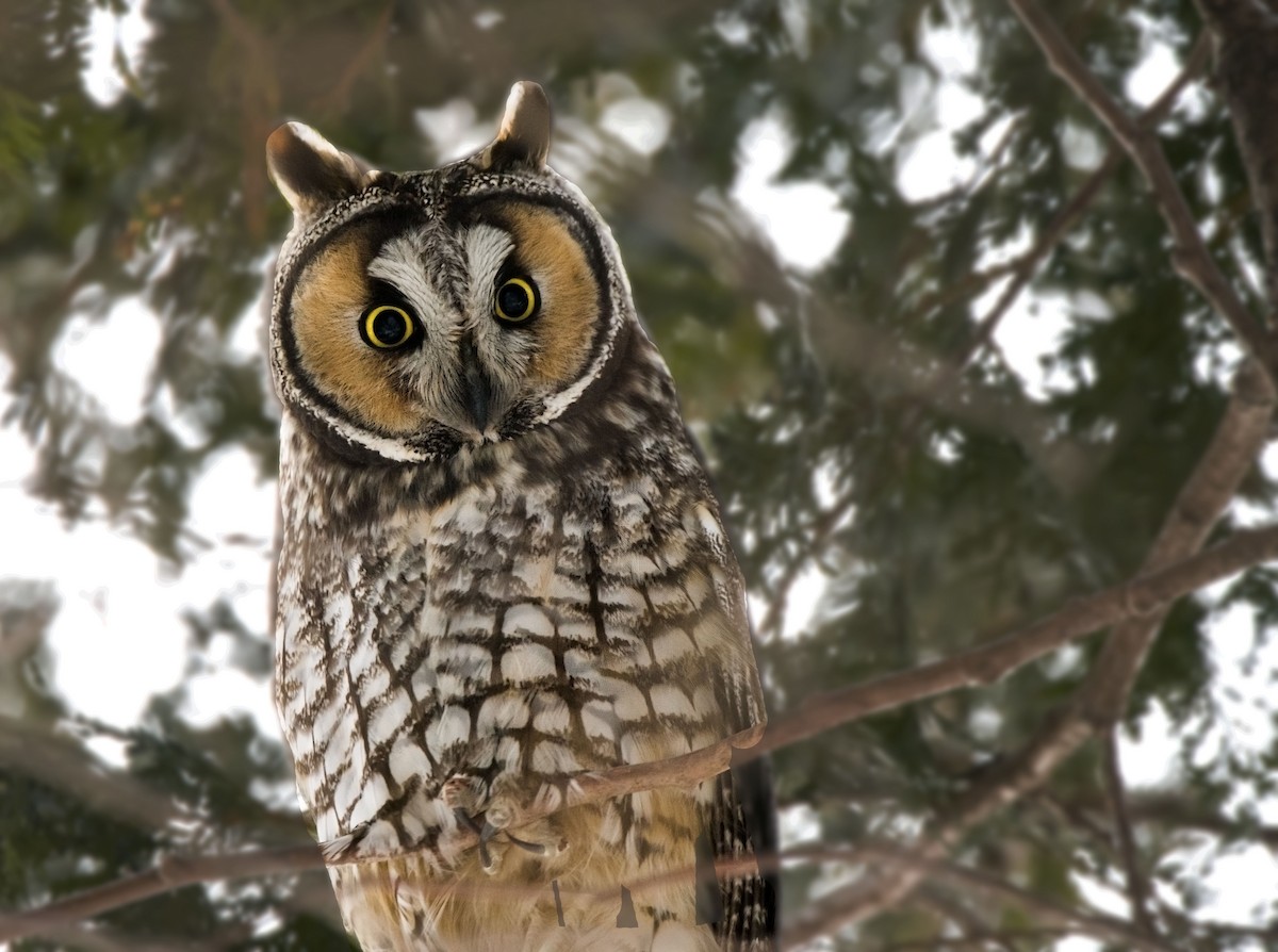 Long-eared Owl - ML212165891