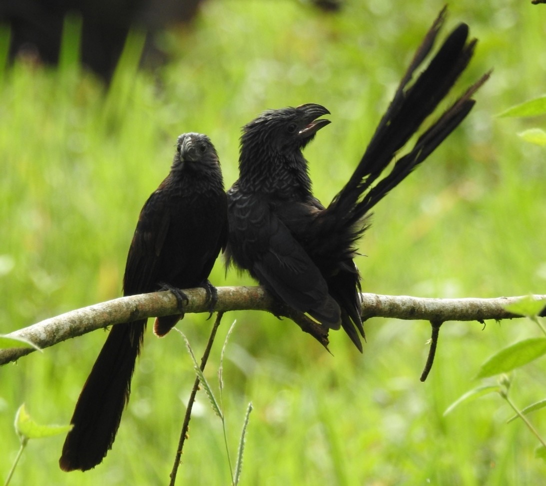 Groove-billed Ani - Luis Curillo