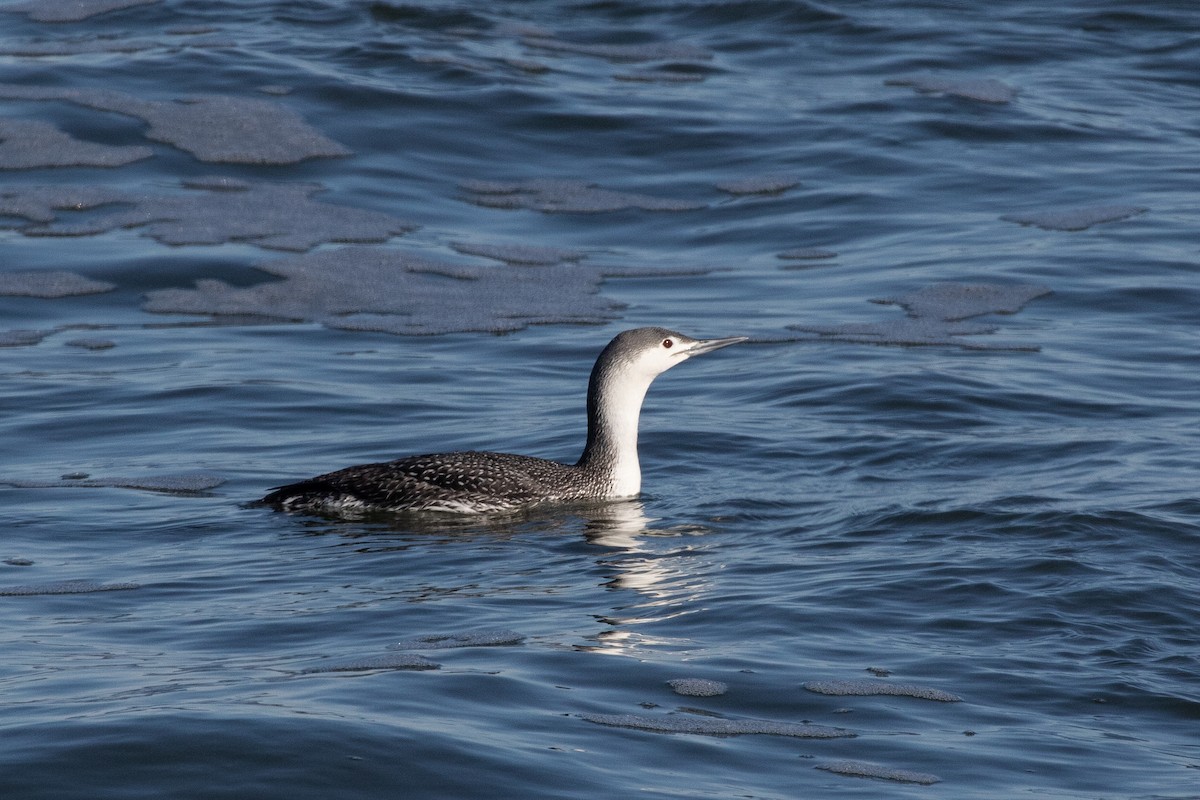 Red-throated Loon - ML212175801