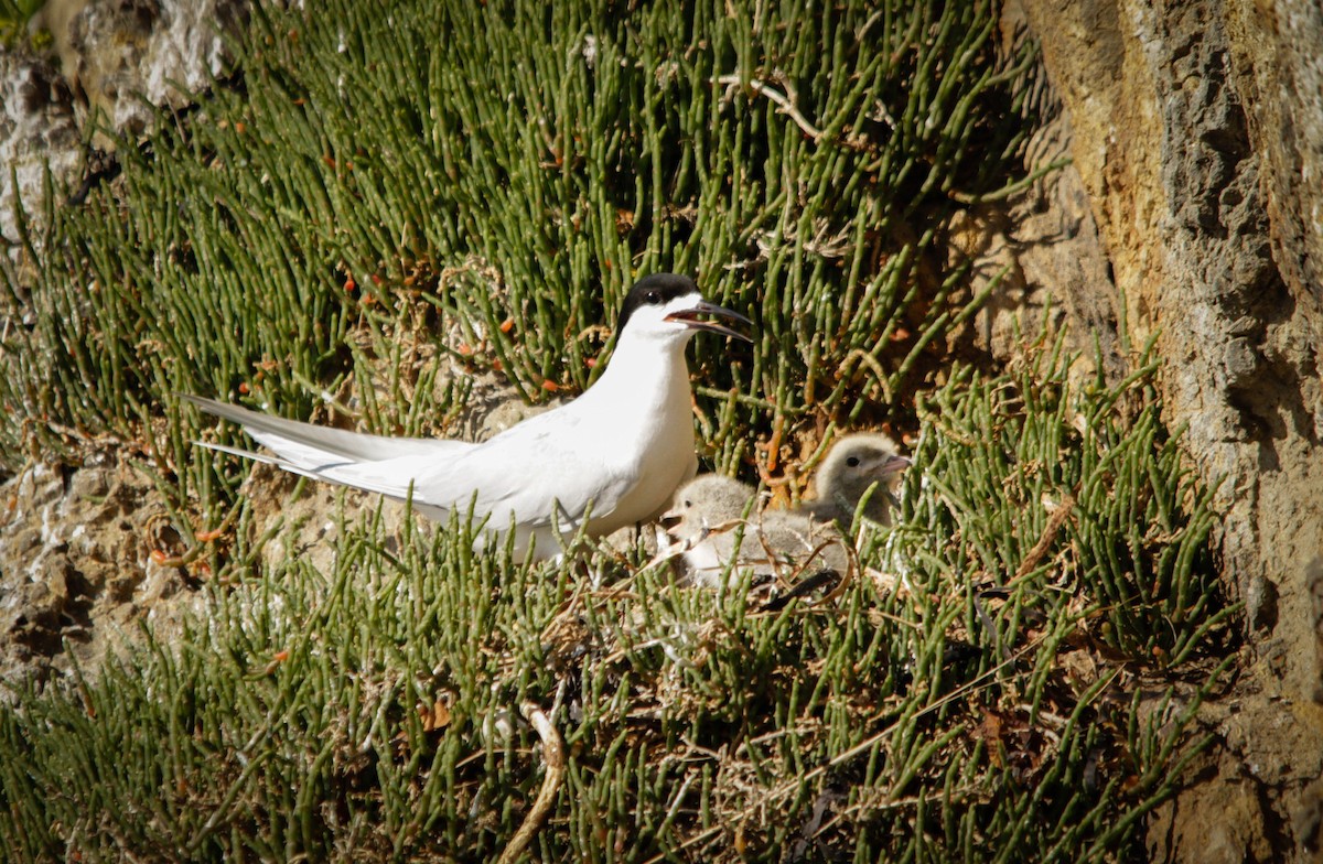 White-fronted Tern - ML21218111