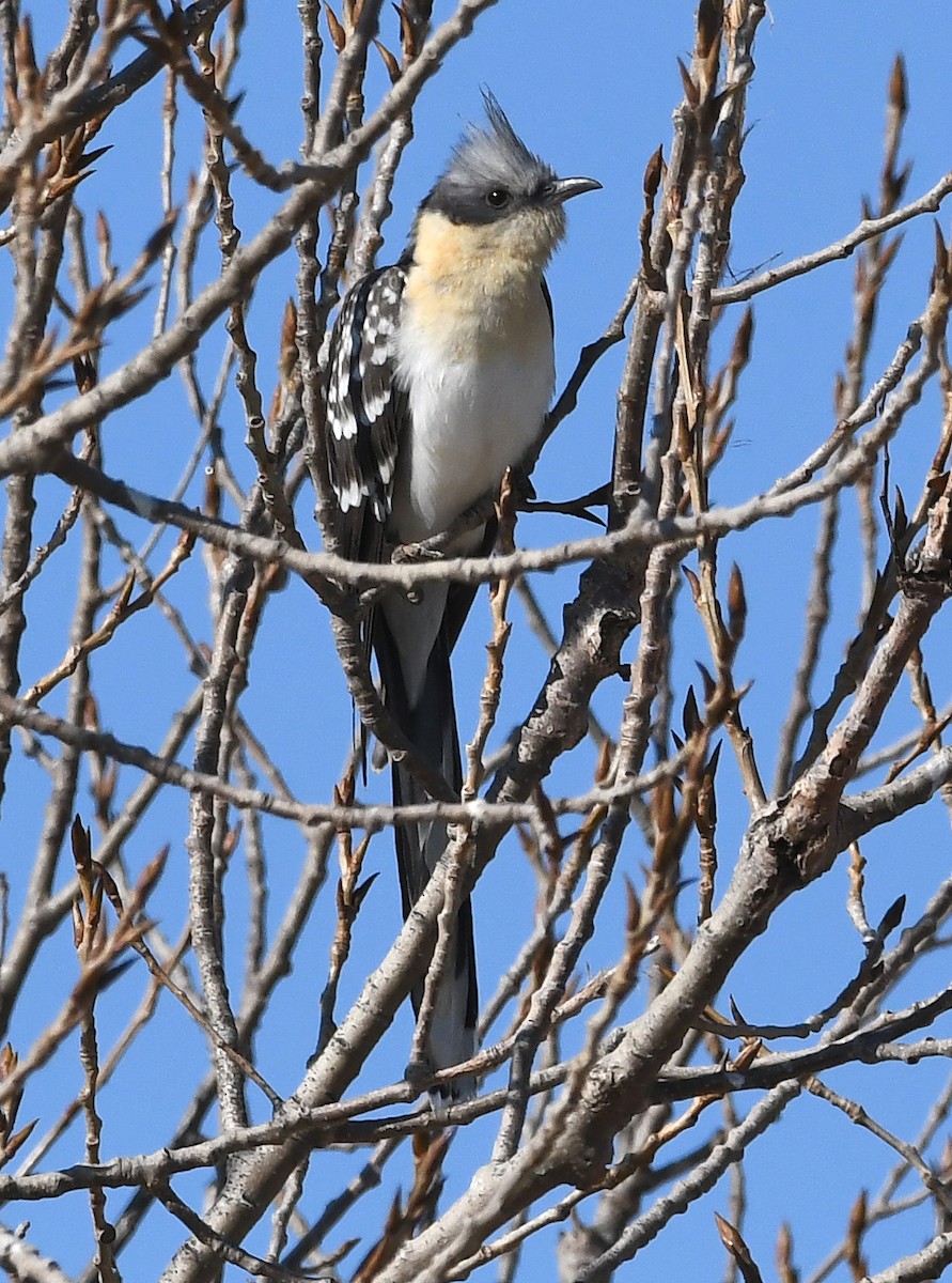 Great Spotted Cuckoo - ML212183261