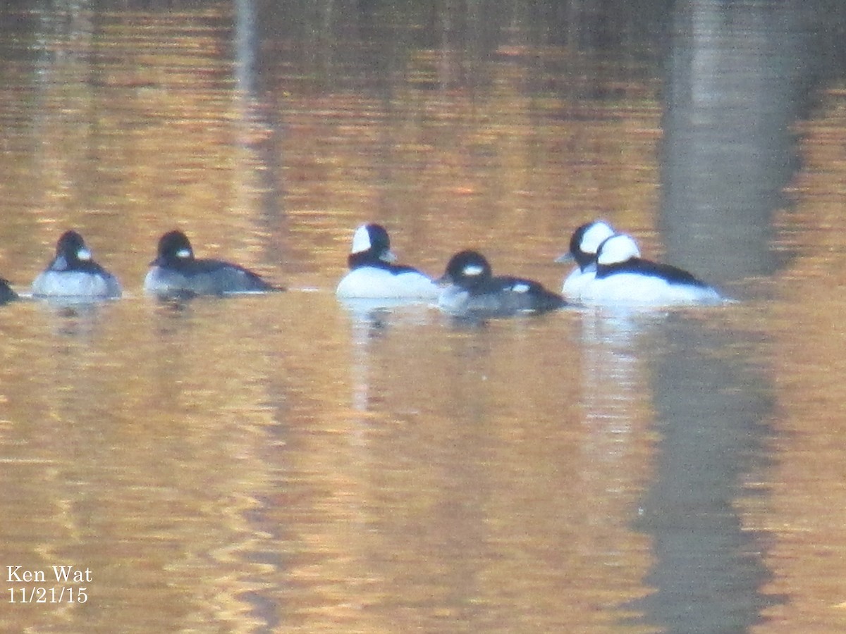 Ebird checklist 21 nov 2015 becks pond 18 species