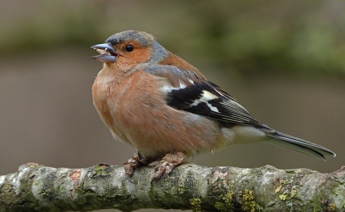 Common Chaffinch - Paul Lewis