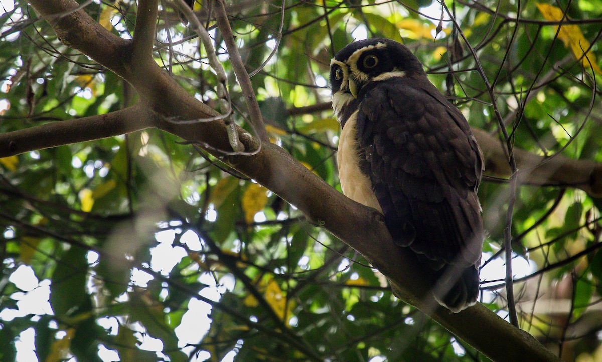 Spectacled Owl - ML212186491