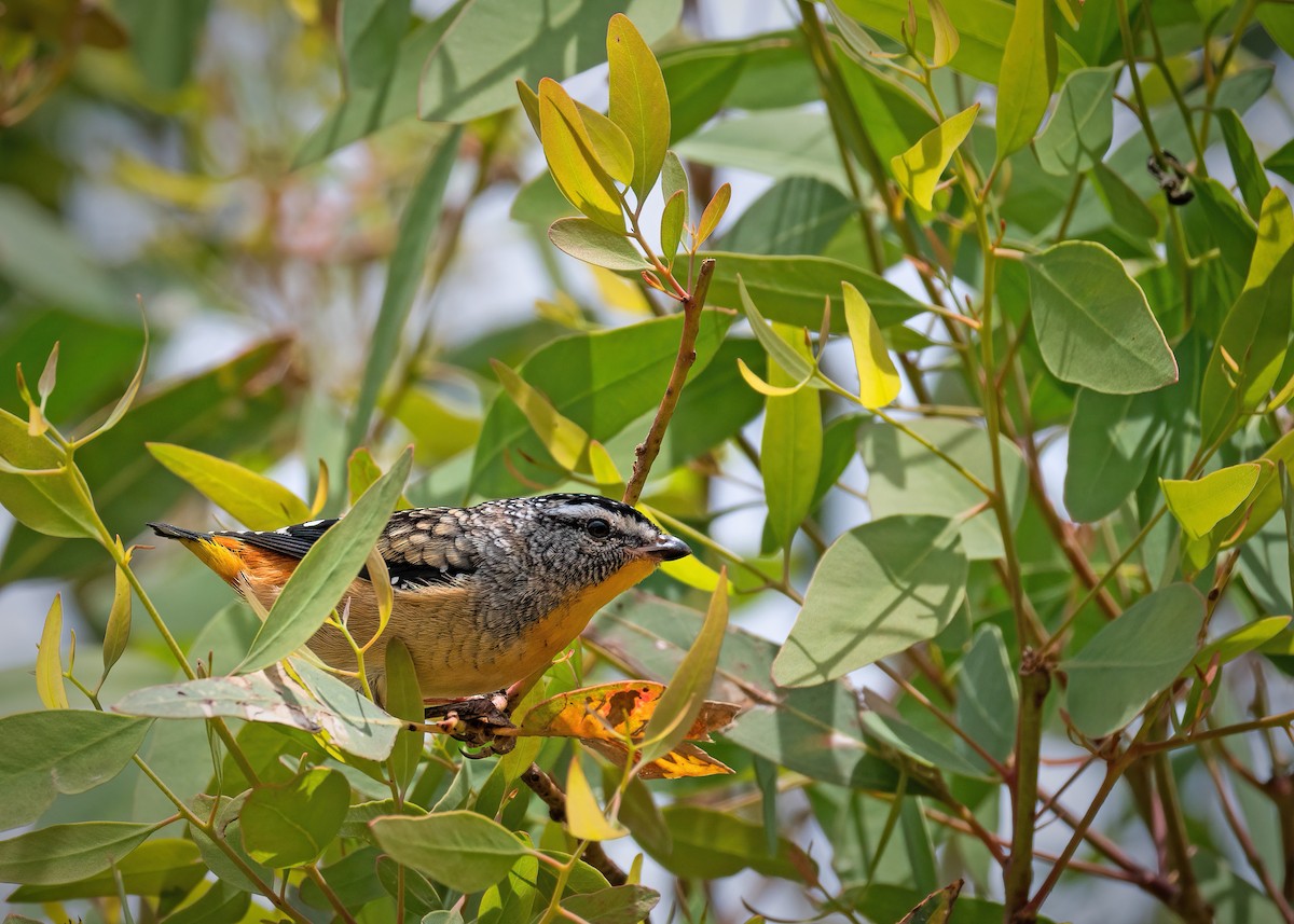 Spotted Pardalote - ML212186721
