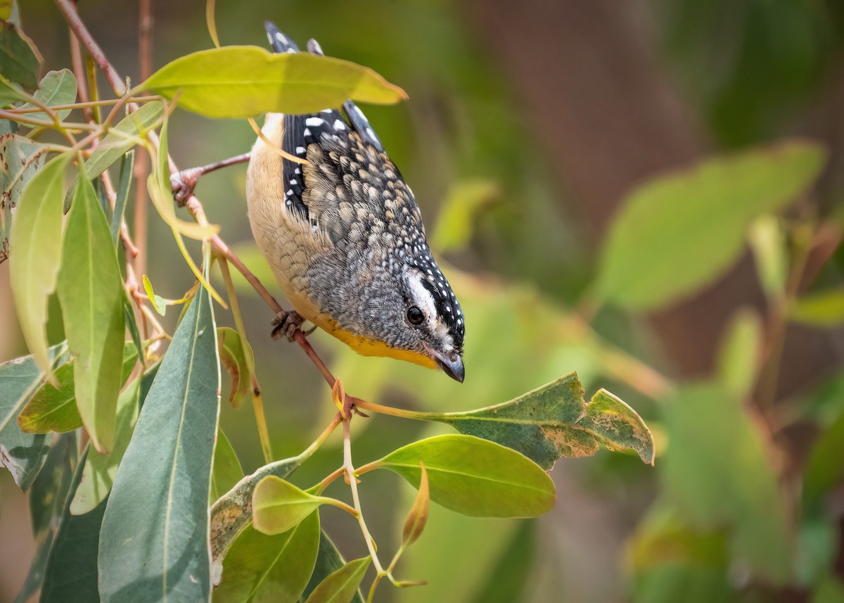 Spotted Pardalote - ML212186731