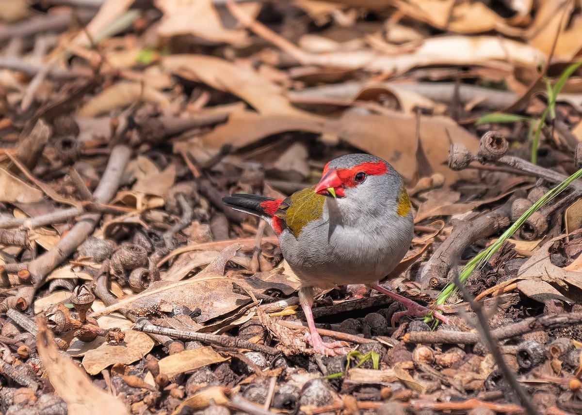 Red-browed Firetail - ML212187031