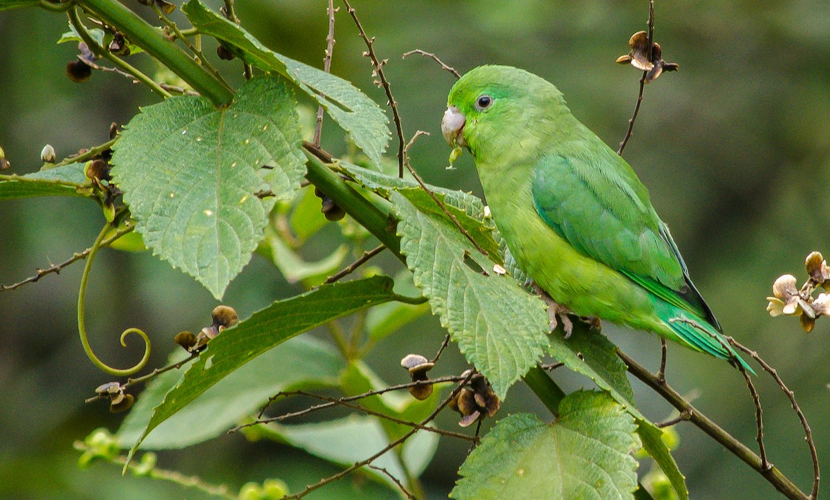 Spectacled Parrotlet - ML212187811