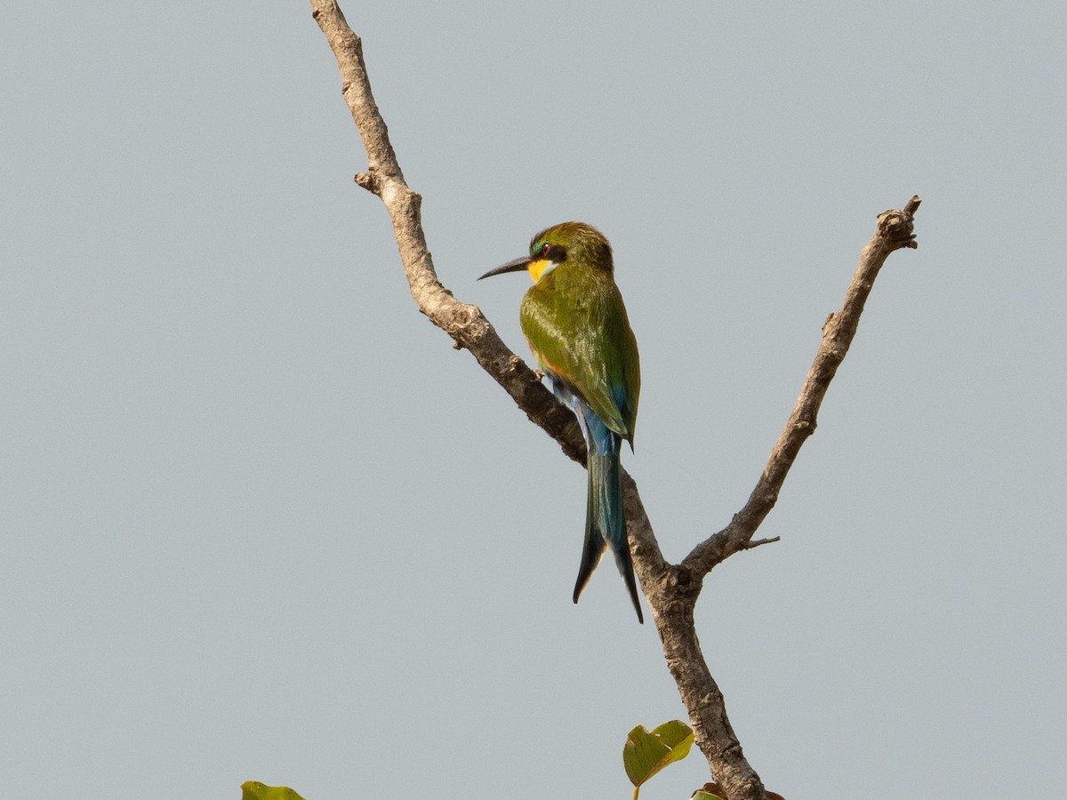 Swallow-tailed Bee-eater - ML212187971