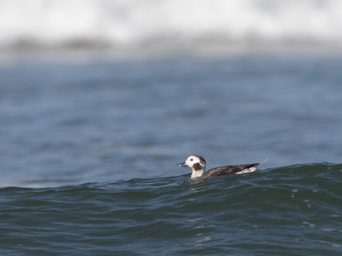 Long-tailed Duck - ML212188691