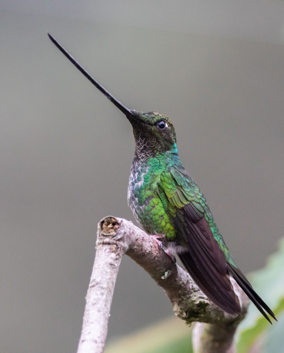 Sword-billed Hummingbird - Joachim Bertrands