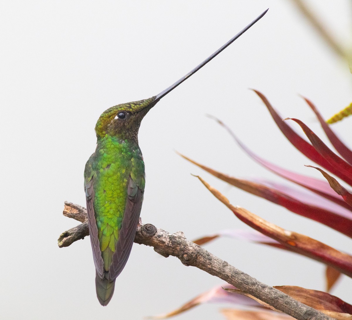 Sword-billed Hummingbird - Joachim Bertrands