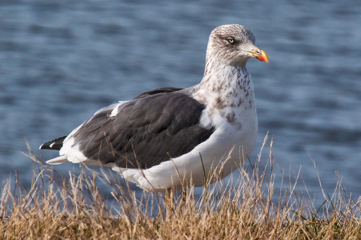 Lesser Black-backed Gull - graichen & recer