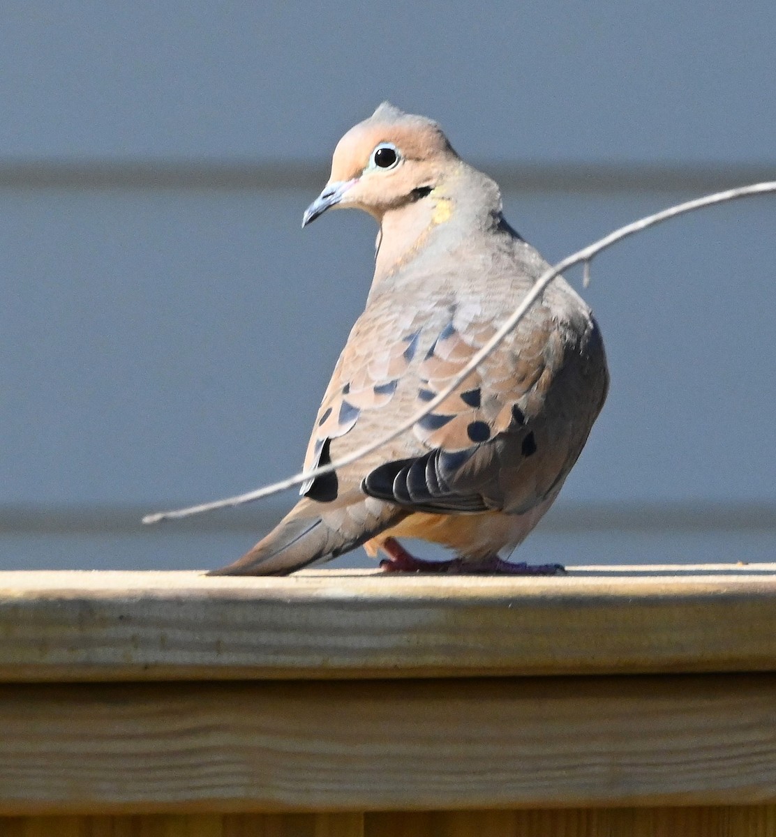 Mourning Dove - Ann Stinely