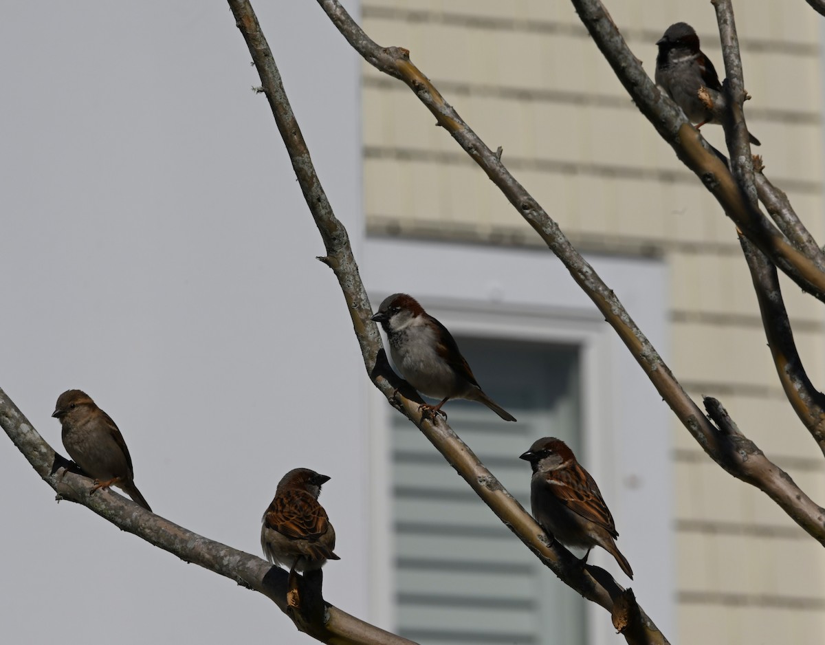 House Sparrow - Ann Stinely