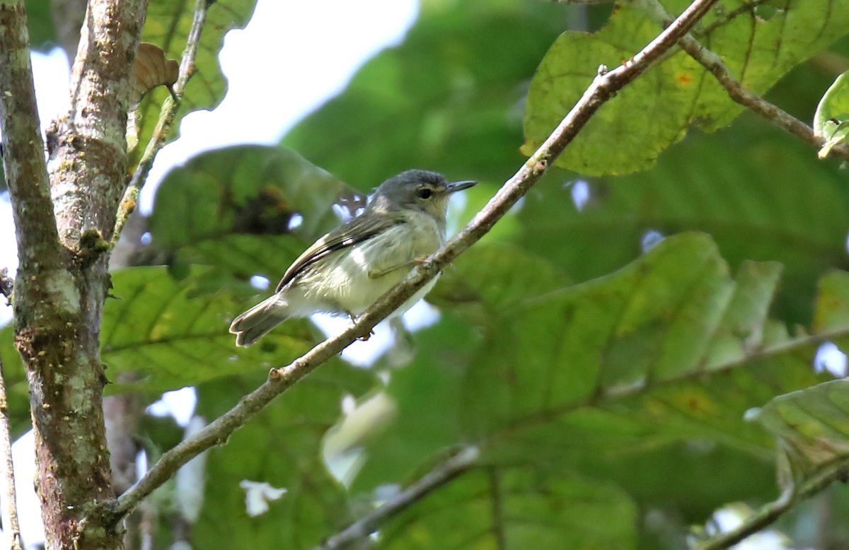 Mindanao Plumed-Warbler - Daniel López-Velasco | Ornis Birding Expeditions