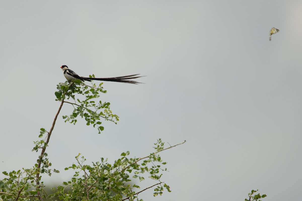 Pin-tailed Whydah - ML212195501