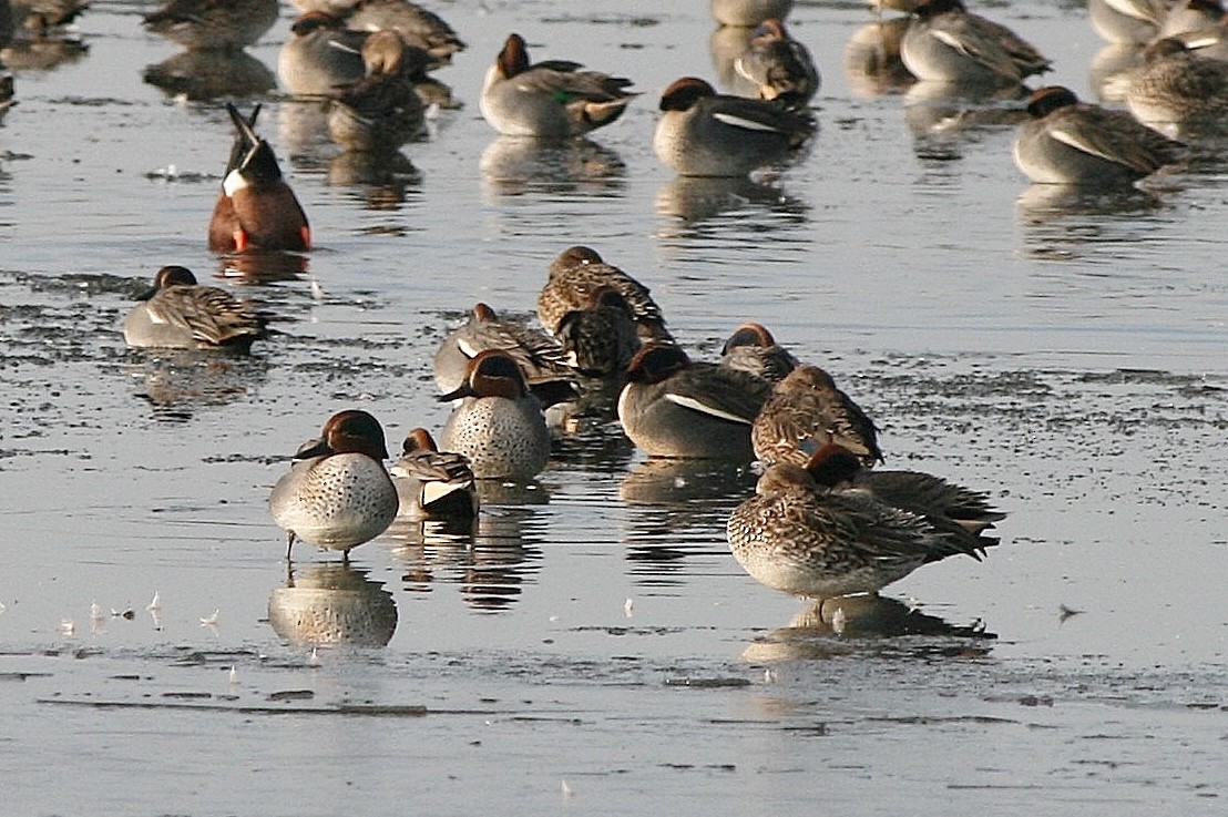 Green-winged Teal - ML212196241