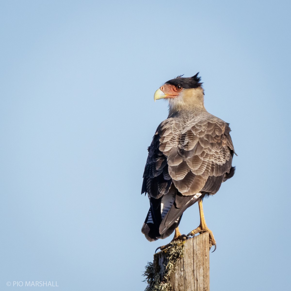 Crested Caracara (Southern) - ML212196751