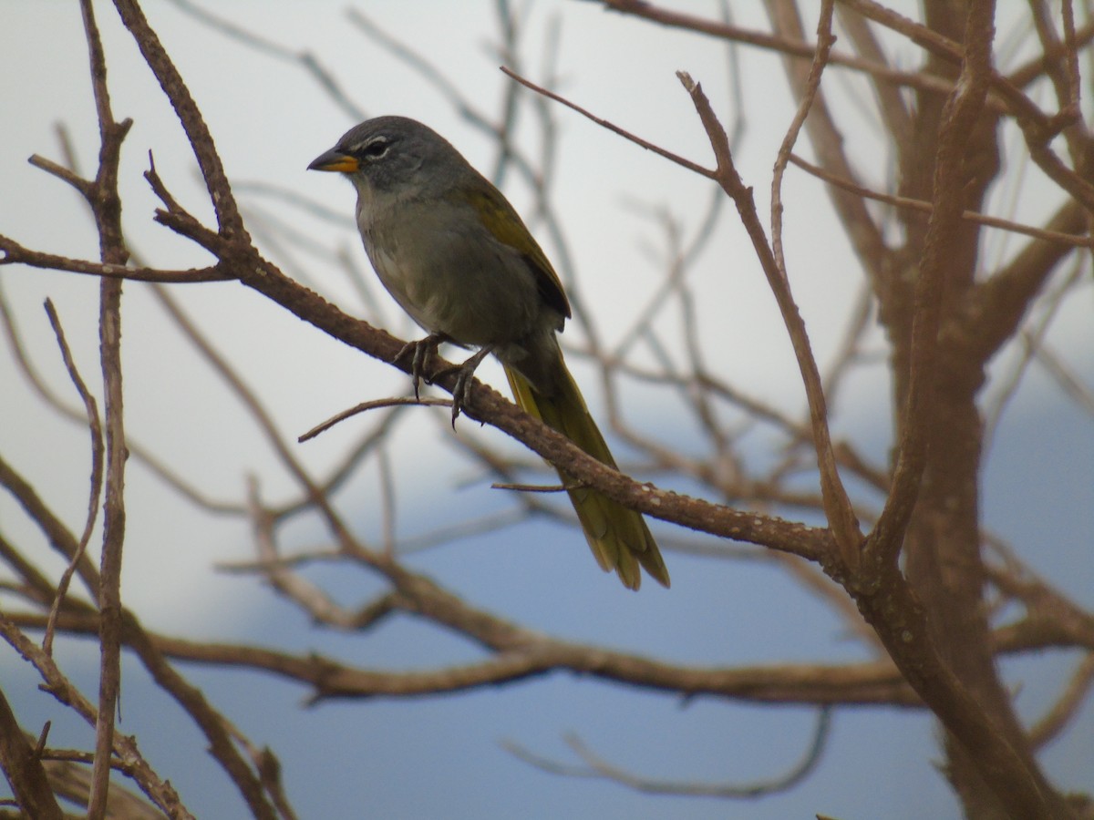 Pale-throated Pampa-Finch - ML212197831