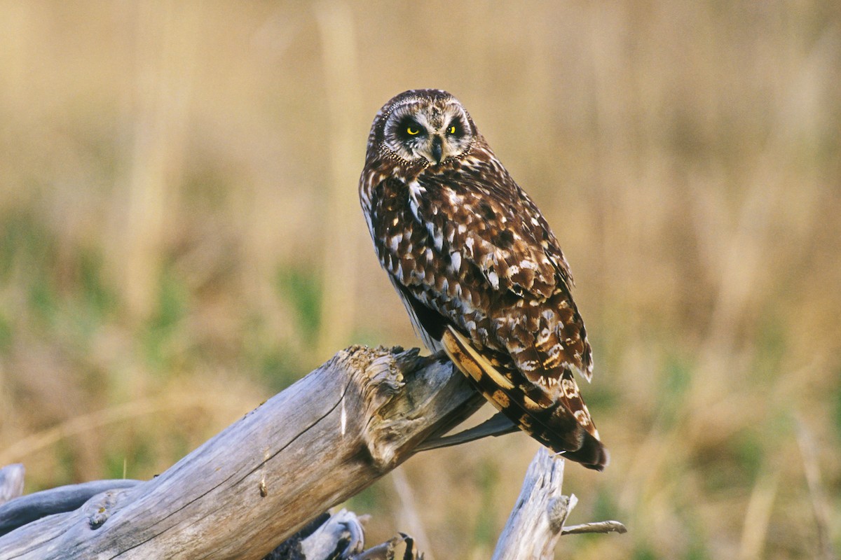 Short-eared Owl - ML212201021