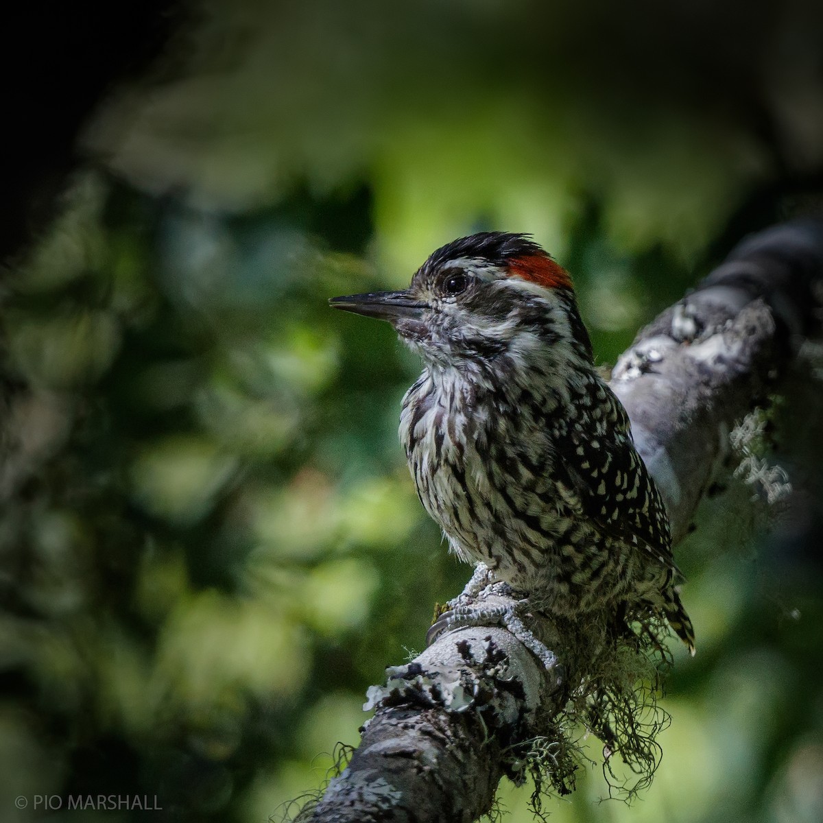 Striped Woodpecker - Pio Marshall