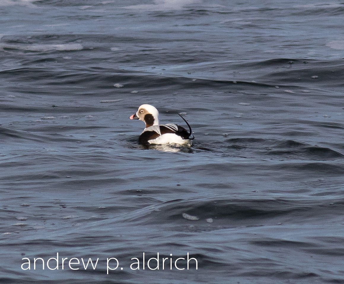 Long-tailed Duck - ML21220341