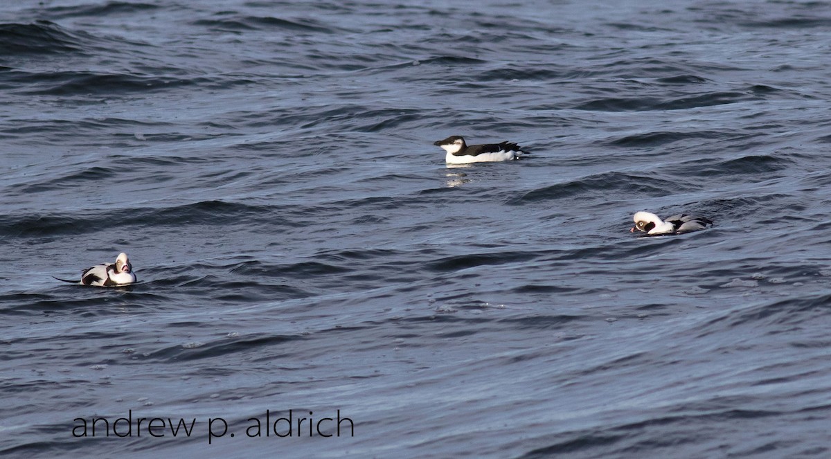 Long-tailed Duck - ML21220351
