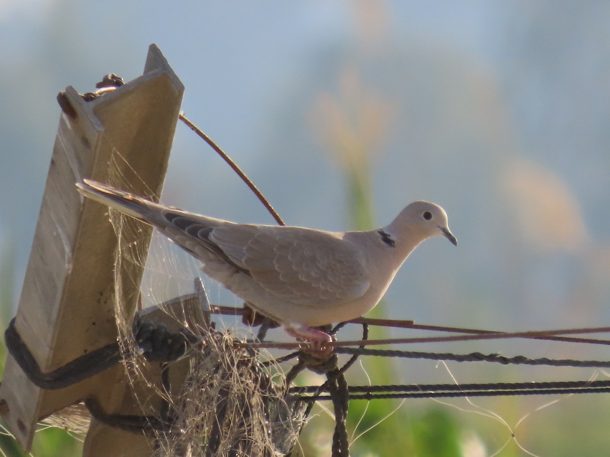 Eurasian Collared-Dove - Eldad Maymon