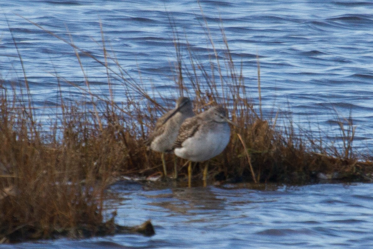 Long-billed Dowitcher - ML21220561