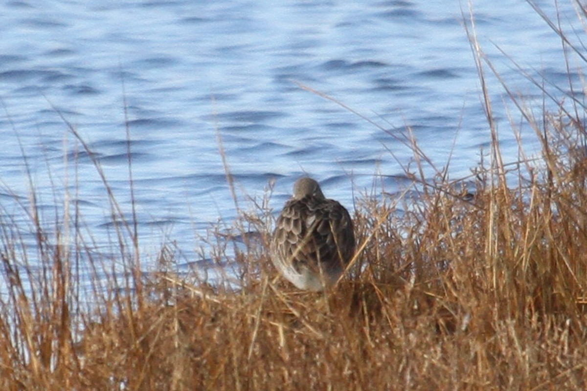 Long-billed Dowitcher - ML21220581