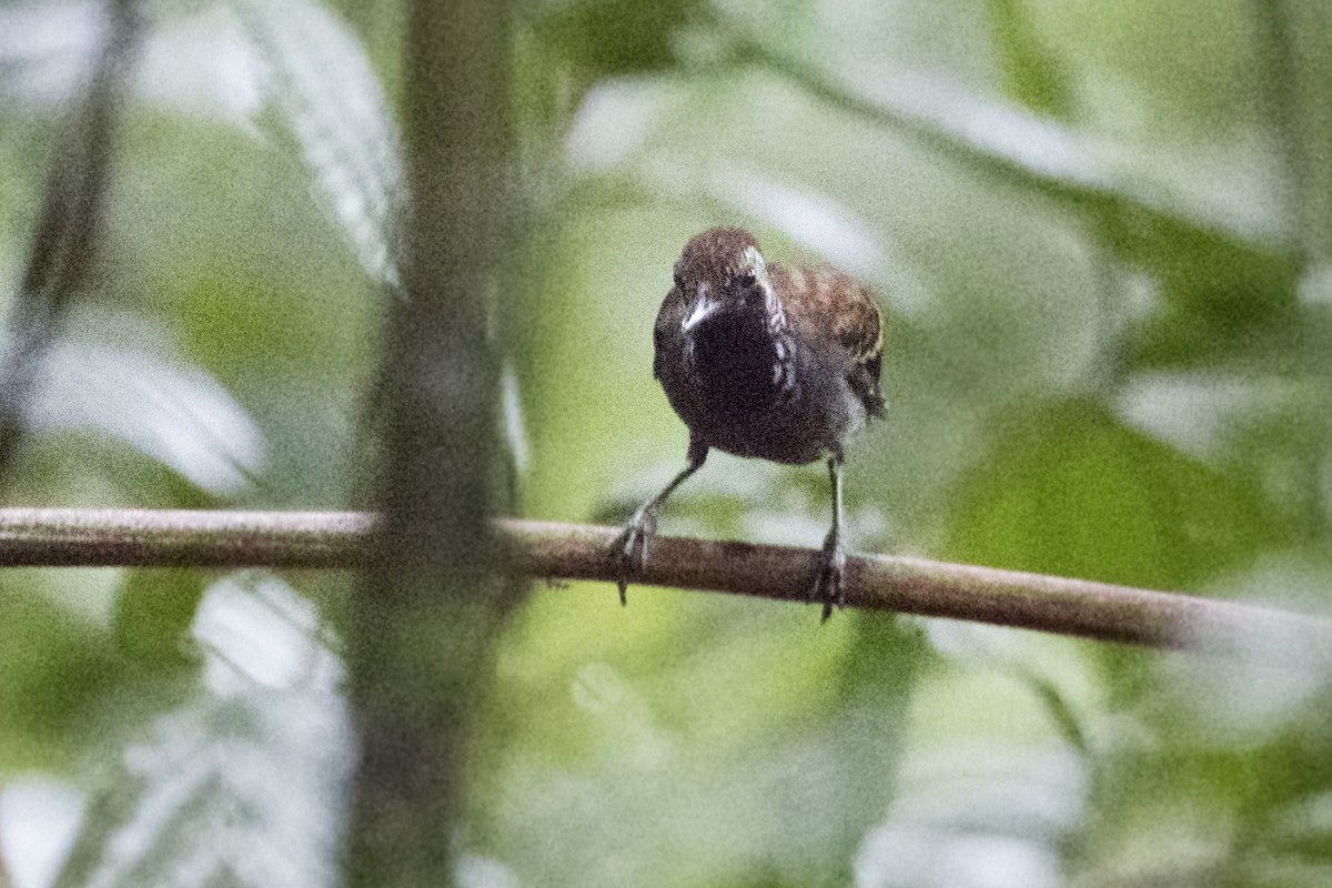 Wing-banded Antbird (Wing-banded) - ML212209801