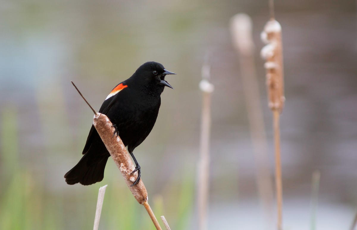Red-winged Blackbird - Doug Hitchcox