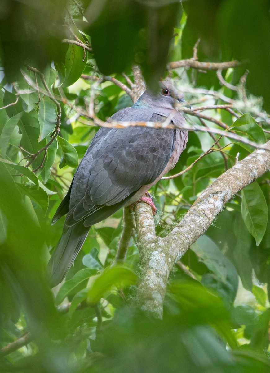 Ring-tailed Pigeon - ML212212561