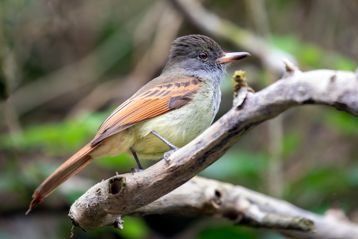 Rufous-tailed Flycatcher - Suzanne Labbé