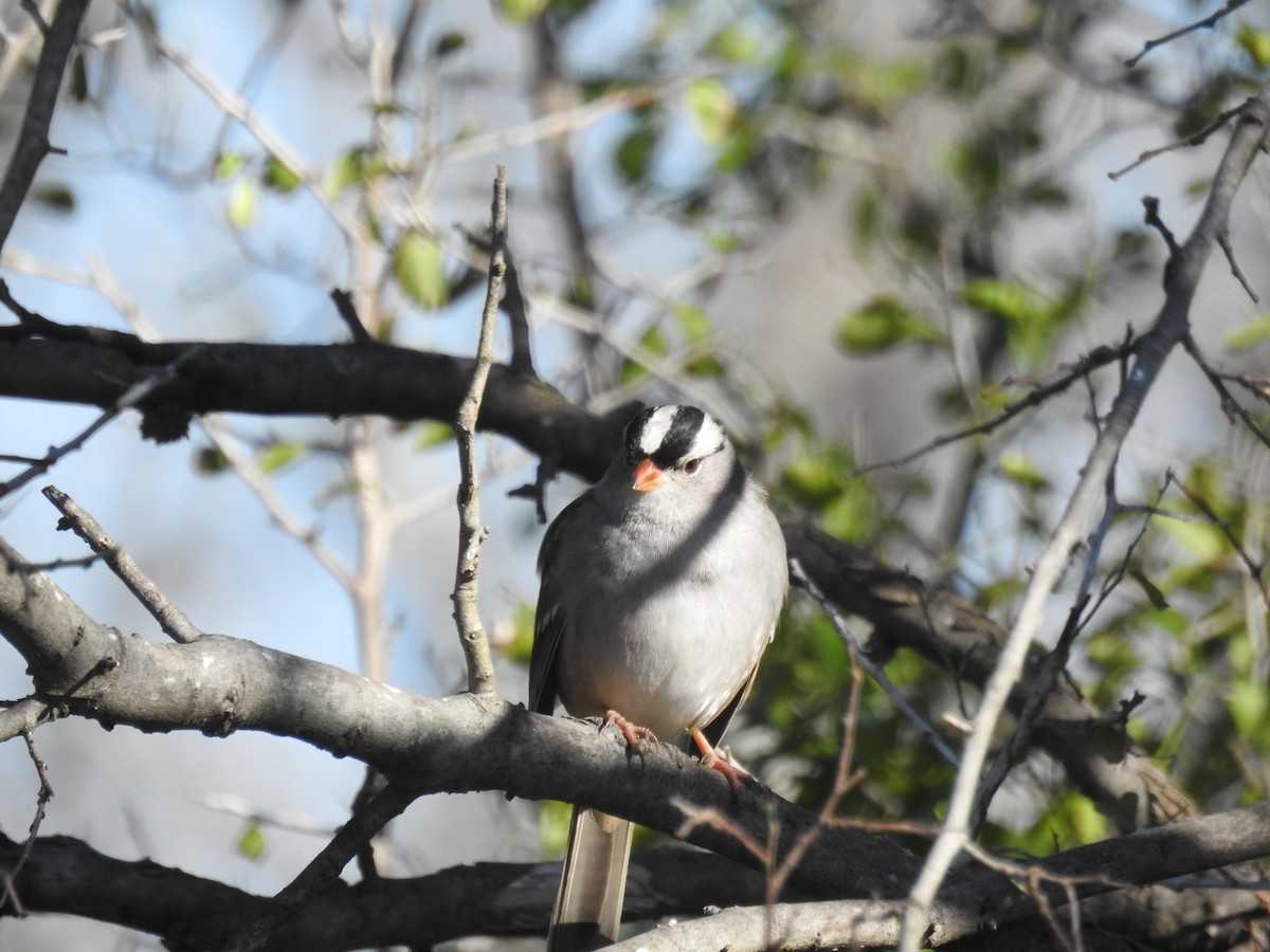 White-crowned Sparrow - Dahna Branyan