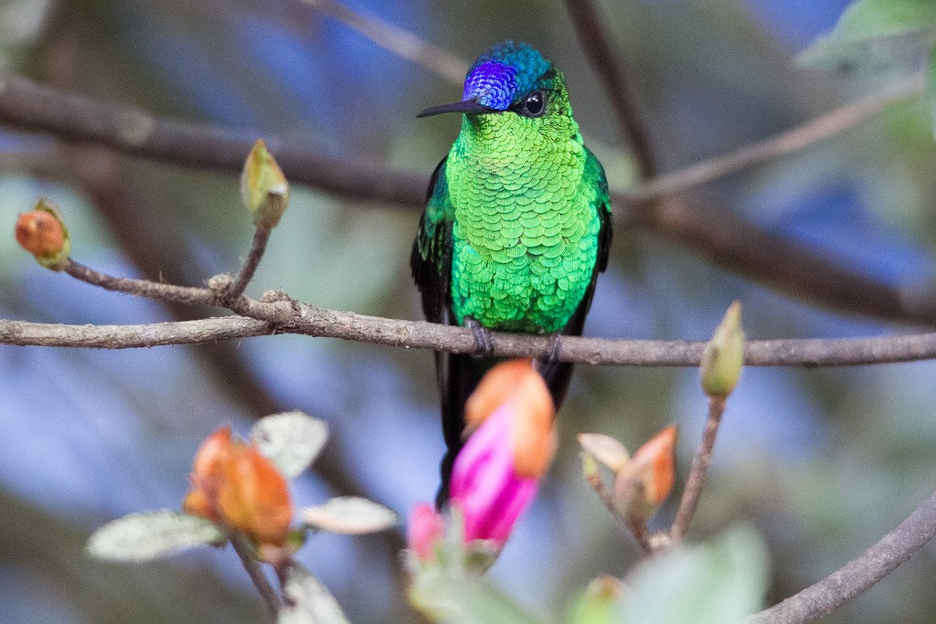 Violet-capped Woodnymph - ML212221611