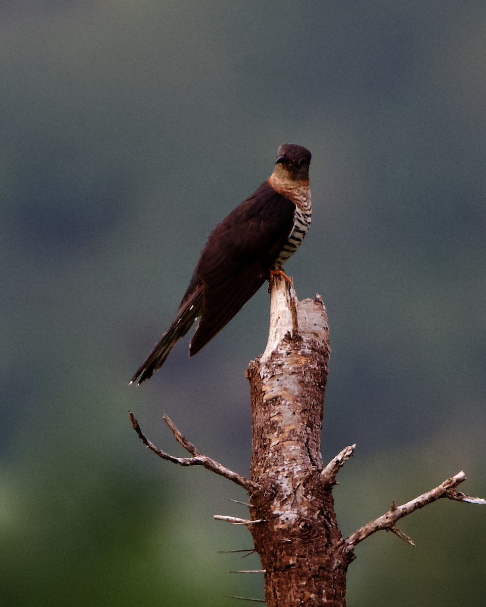 Red-chested Cuckoo - ML212223731