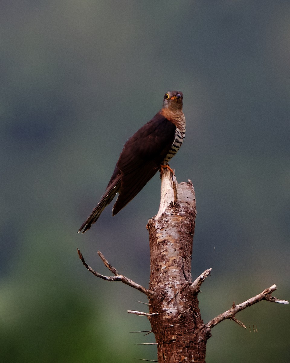 Red-chested Cuckoo - ML212223751