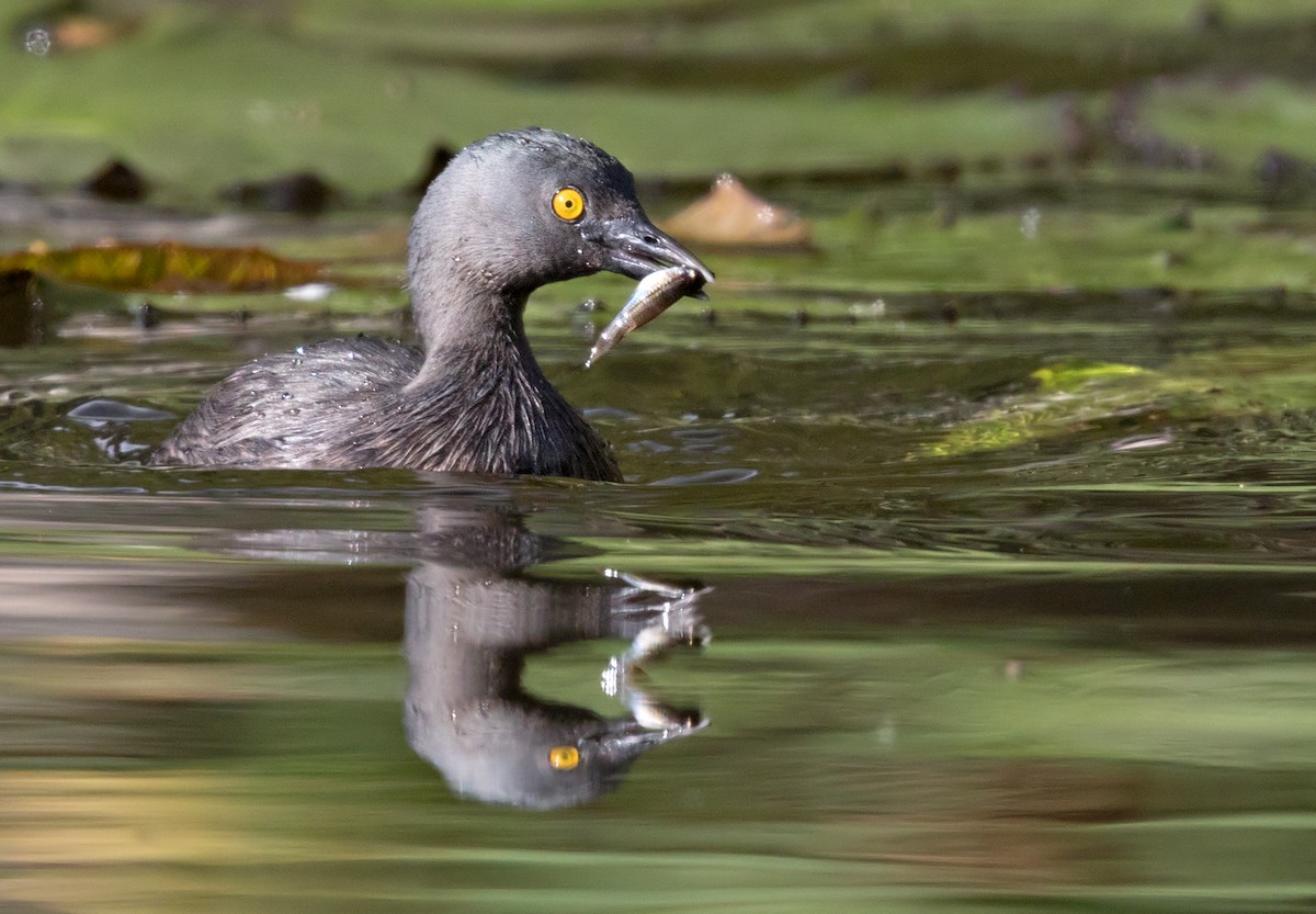 Least Grebe - Lars Petersson | My World of Bird Photography
