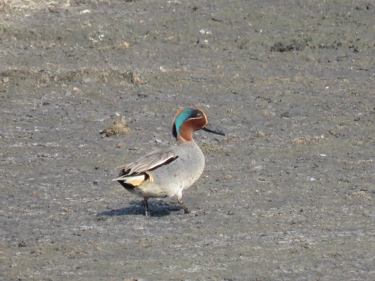 Green-winged Teal - Chang-Yong Liao