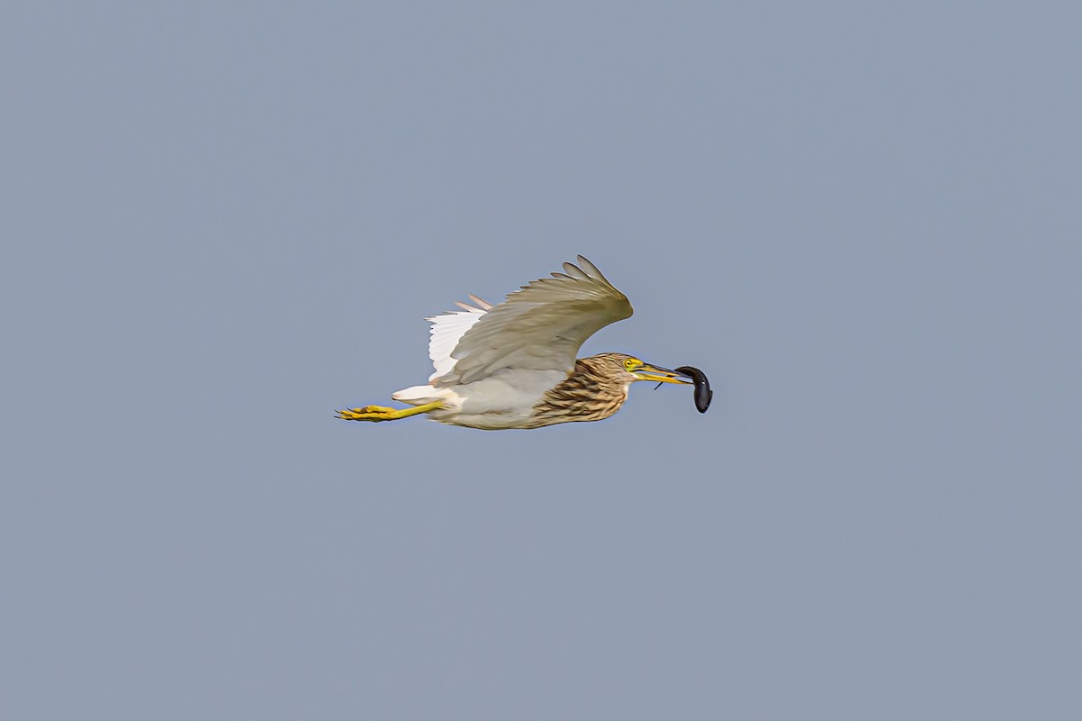 Indian Pond-Heron - Nitin Chandra