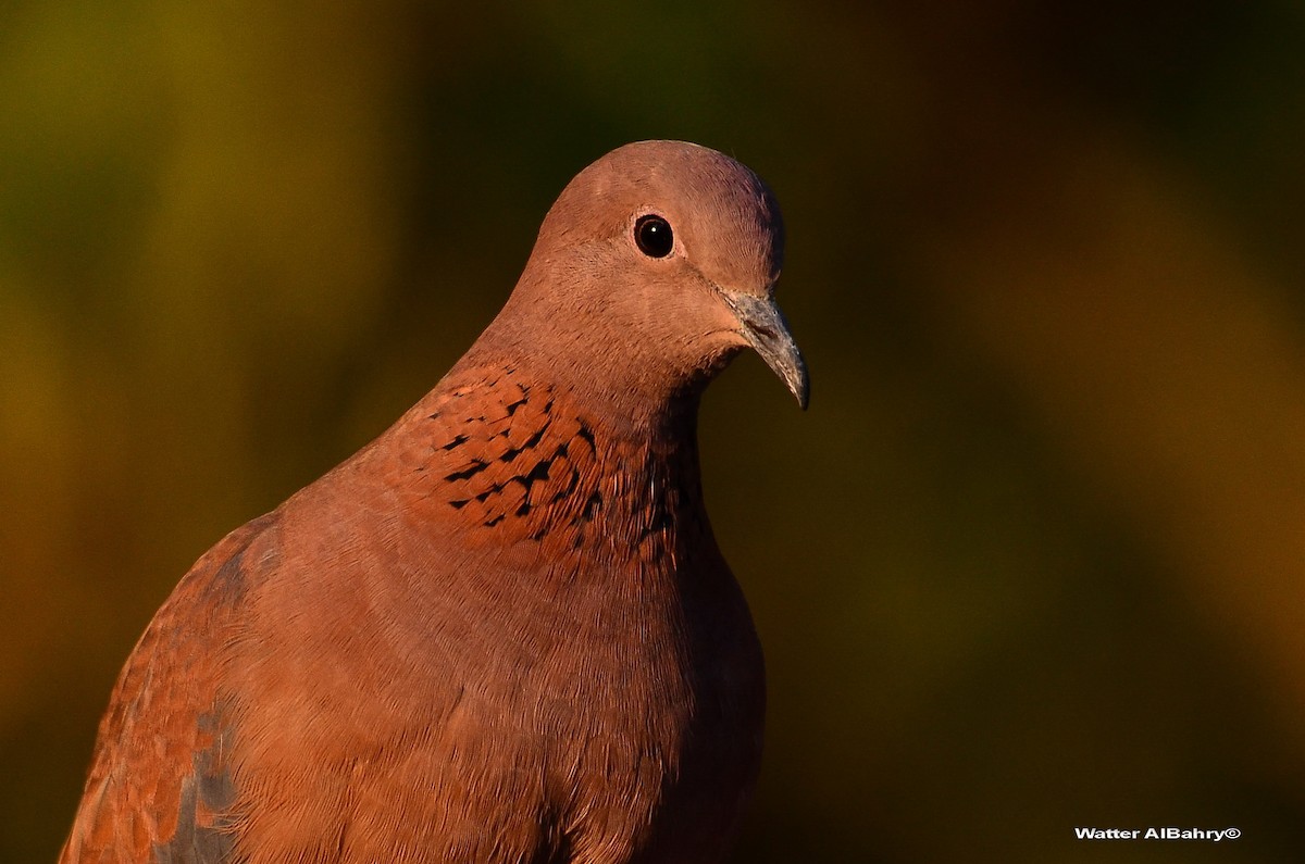 Laughing Dove - ML212231871