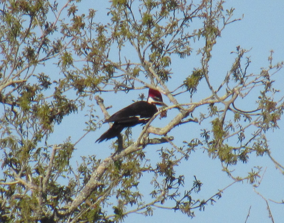 Pileated Woodpecker - ML212231911