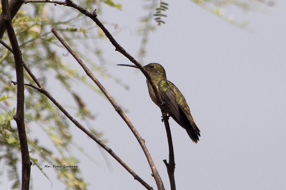 Gilded Hummingbird - María Ester Quiroga