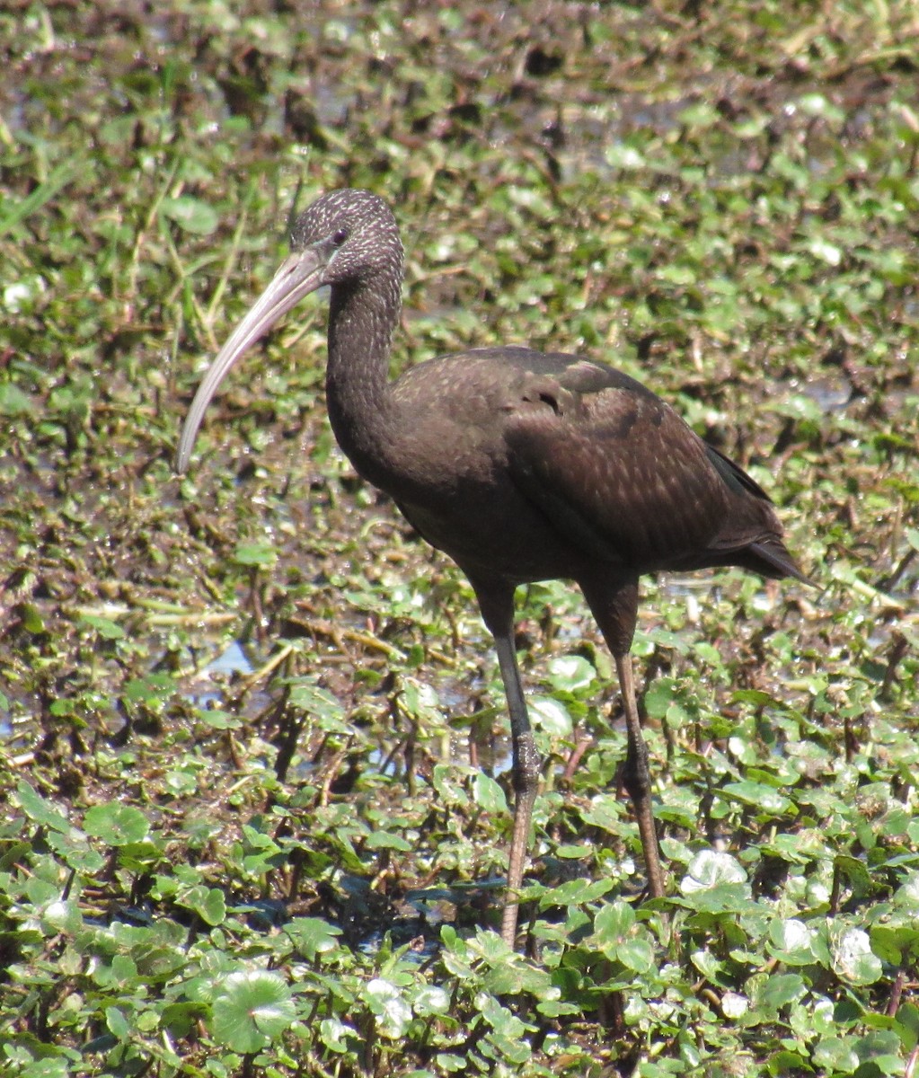 ibis hnědý - ML212234261