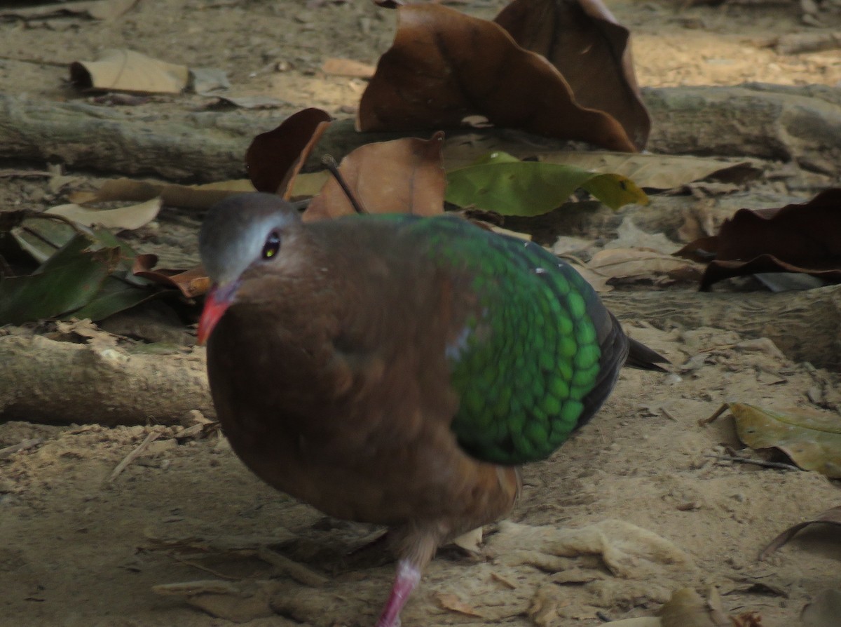 holub zelenokřídlý - ML212234281
